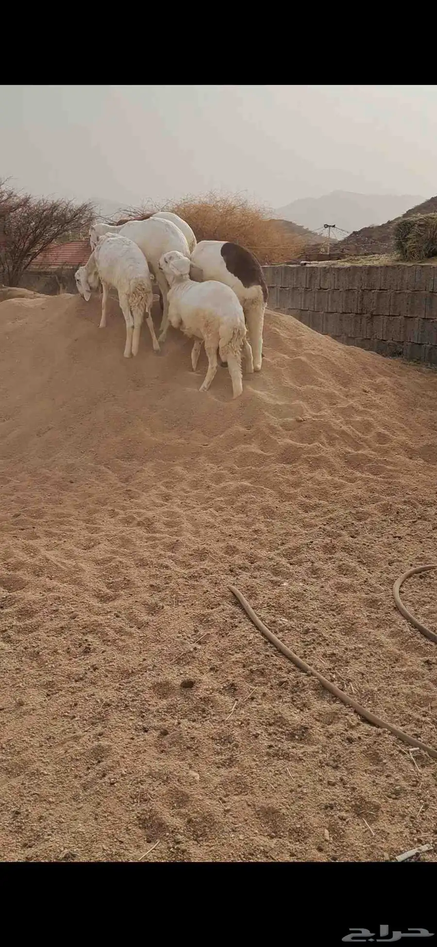 للبيع طليان سواكن جذعان نضاف وفل شحم 3