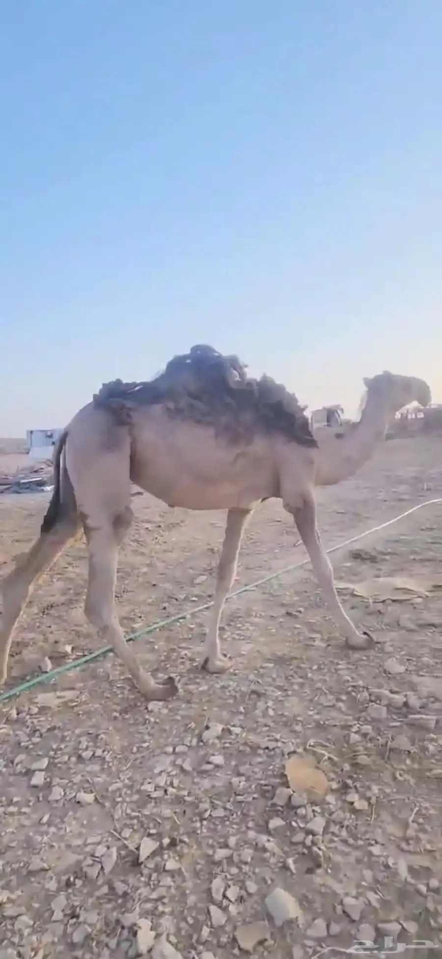 ثلاث بكار حقايق اعمارها حول ثلاث سنوات أحوالها طيبه 6