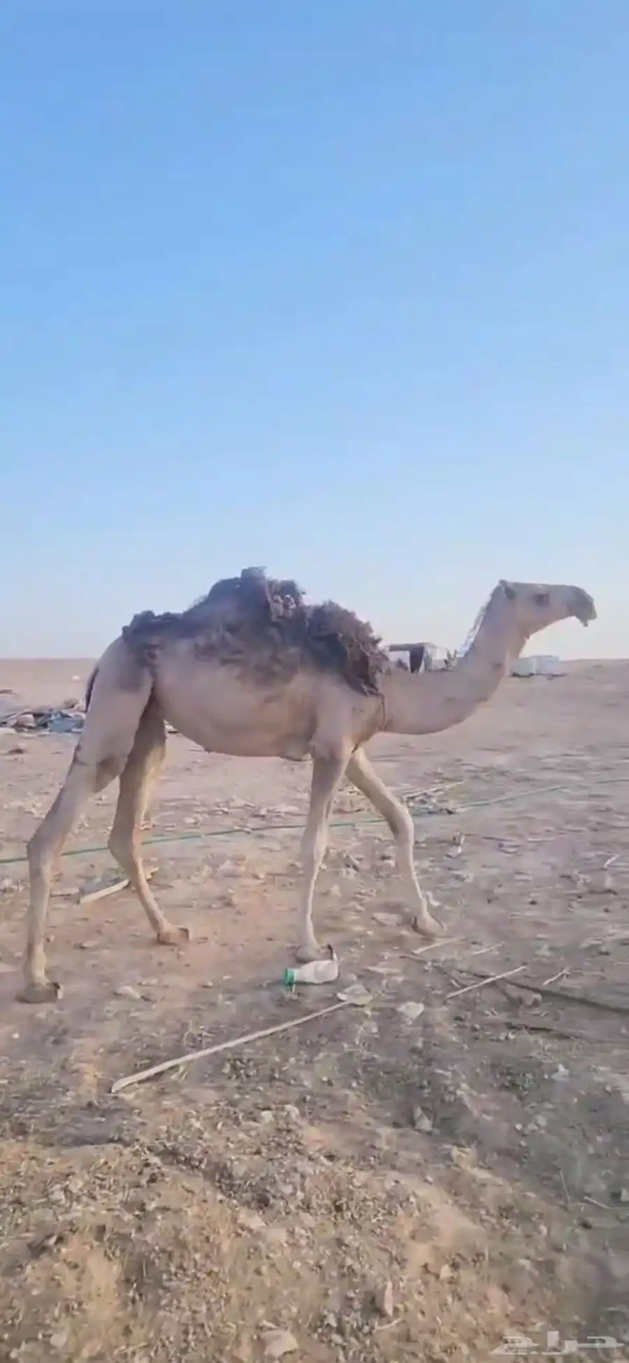 ثلاث بكار حقايق اعمارها حول ثلاث سنوات أحوالها طيبه 5