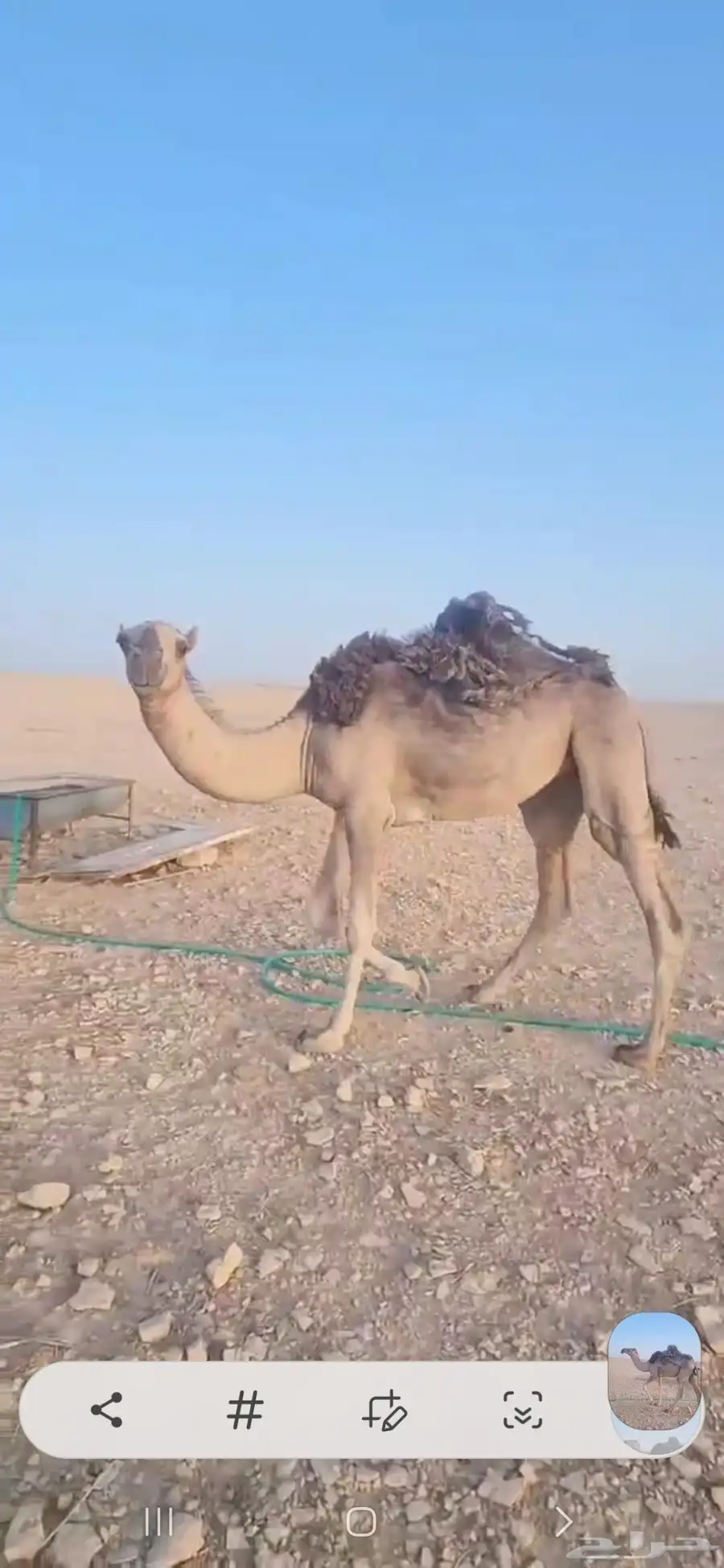 ثلاث بكار حقايق اعمارها حول ثلاث سنوات أحوالها طيبه 9