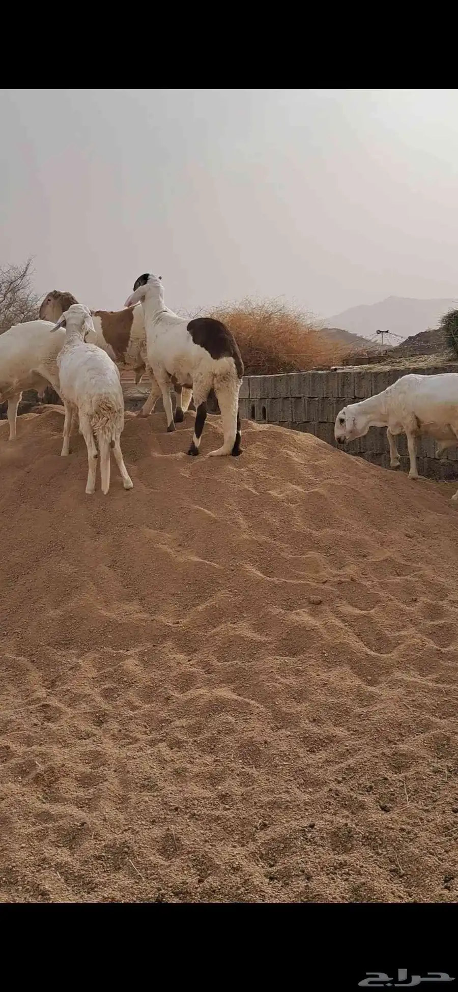 للبيع طليان سواكن جذعان نضاف وفل شحم 1
