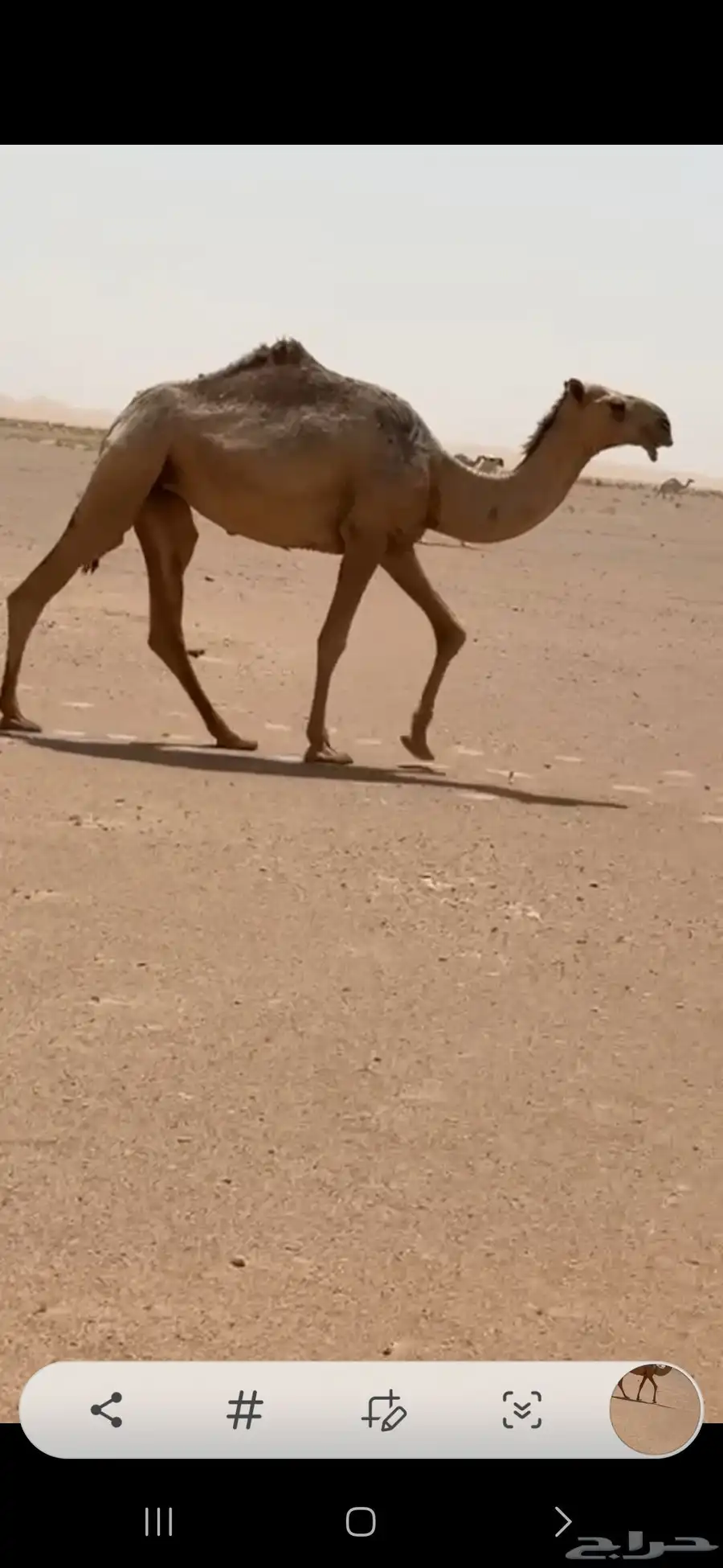 ثلاث بكار حقايق اعمارها حول ثلاث سنوات أحوالها طيبه 0