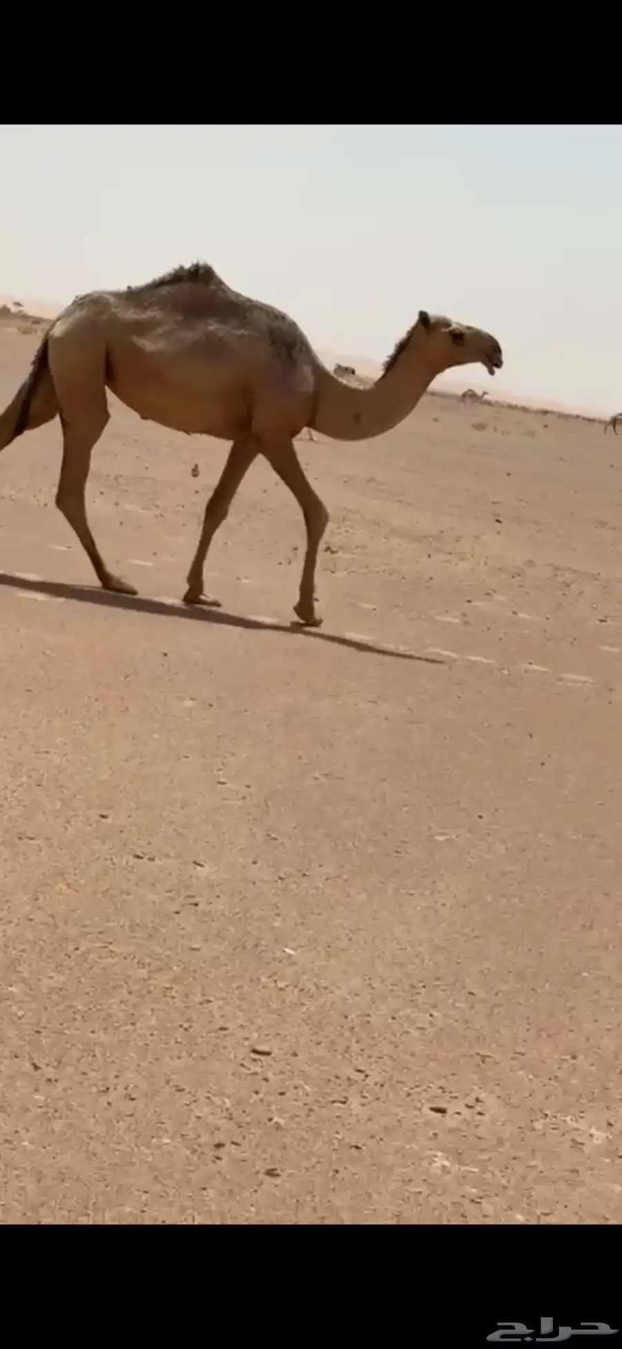 ثلاث بكار حقايق اعمارها حول ثلاث سنوات أحوالها طيبه 1