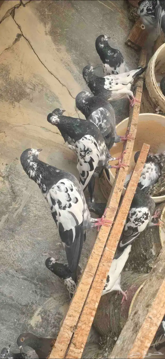 حمام باكستاني 0