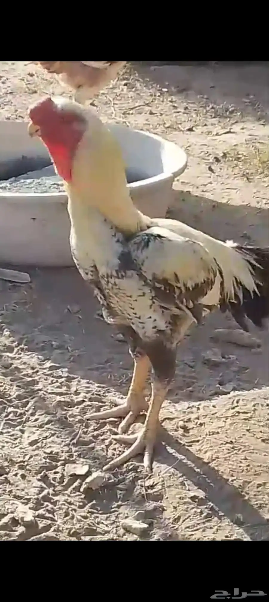 زوج الديك فارسي والدجاجه سندي 4