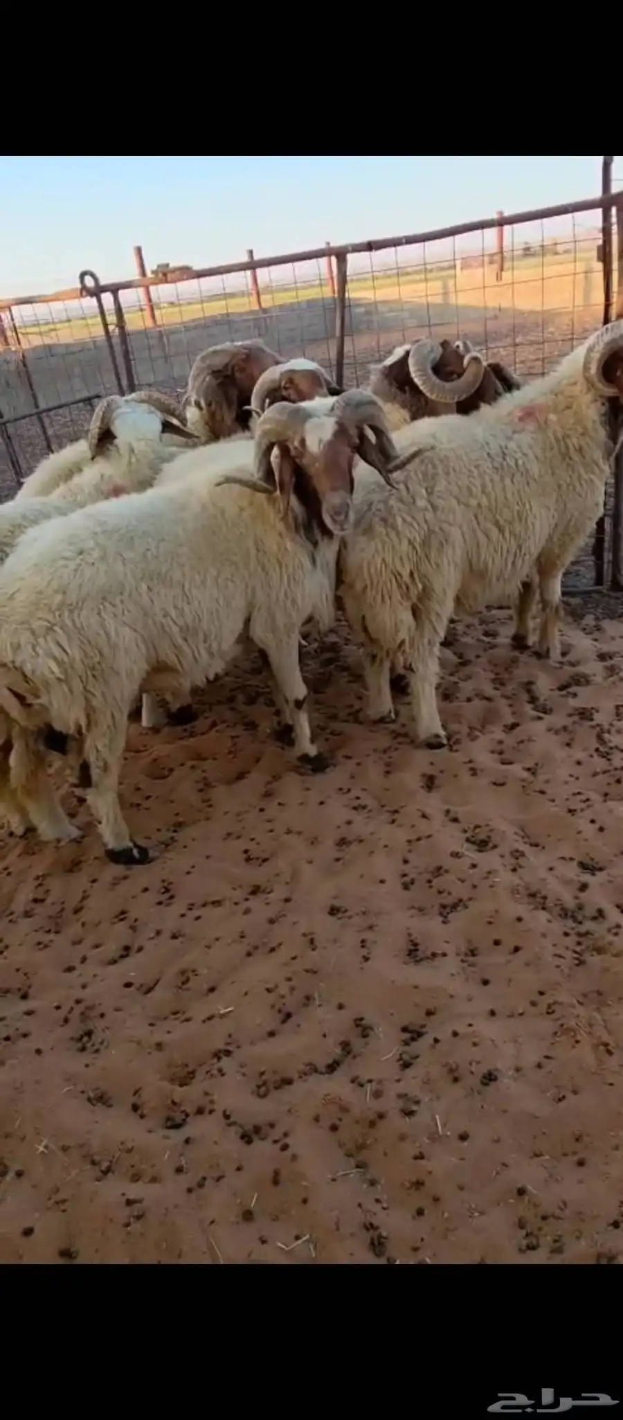 حلال نعيمي ومعزا طيب ونظيف للبيع 4