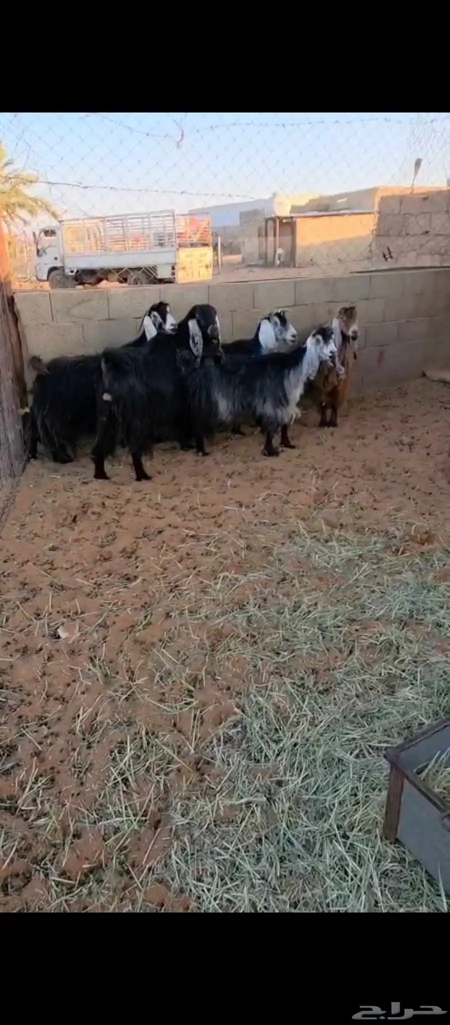 حلال نعيمي ومعزا طيب ونظيف للبيع 3