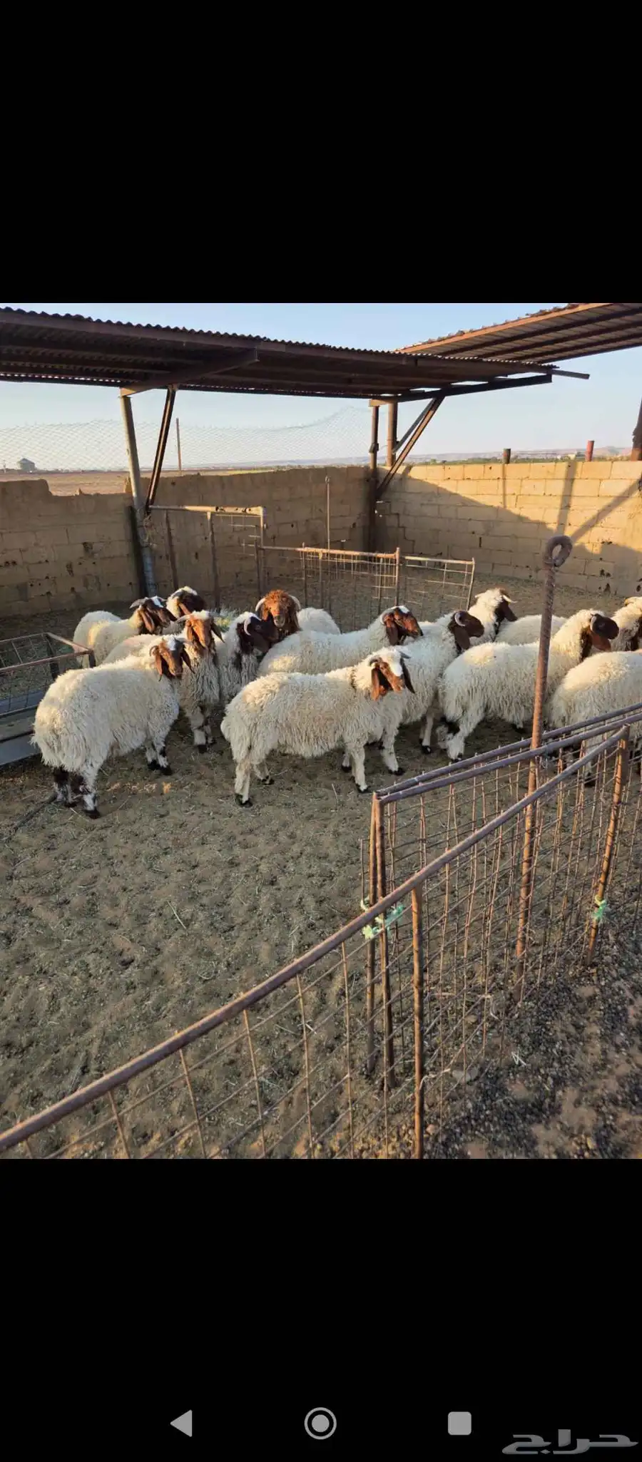 حلال نعيمي ومعزا طيب ونظيف للبيع 2