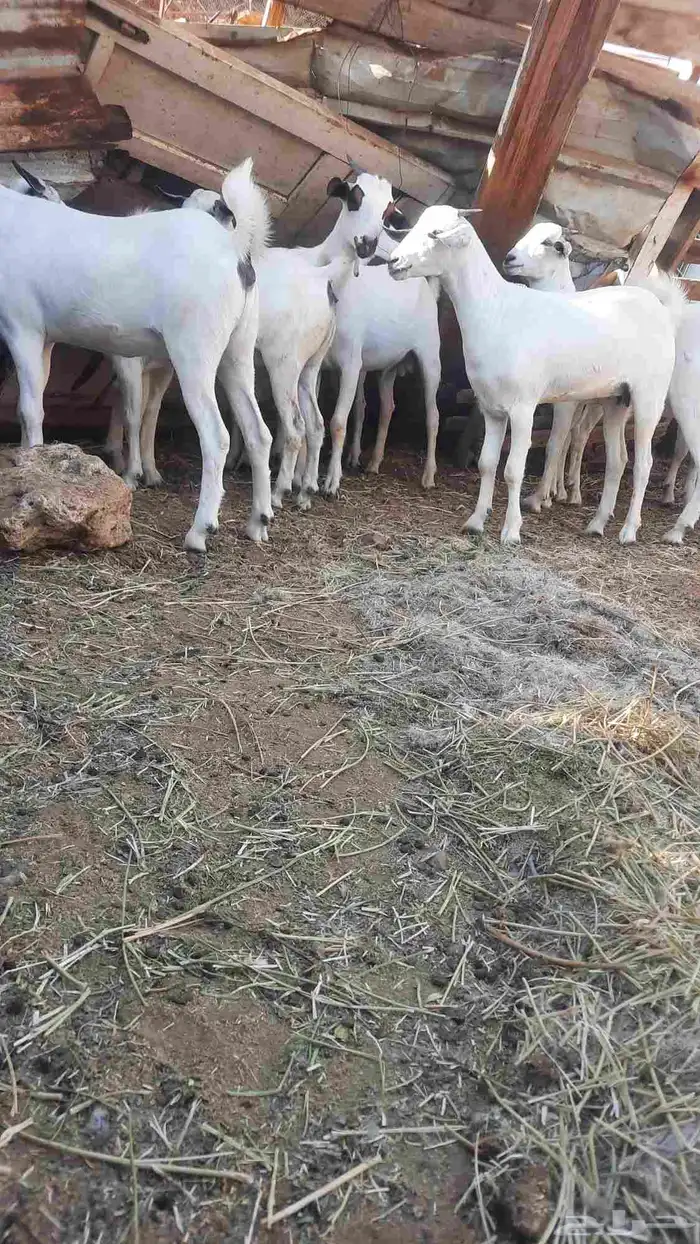 ذبايح الثلاجه جايه من محافظه اضم 0