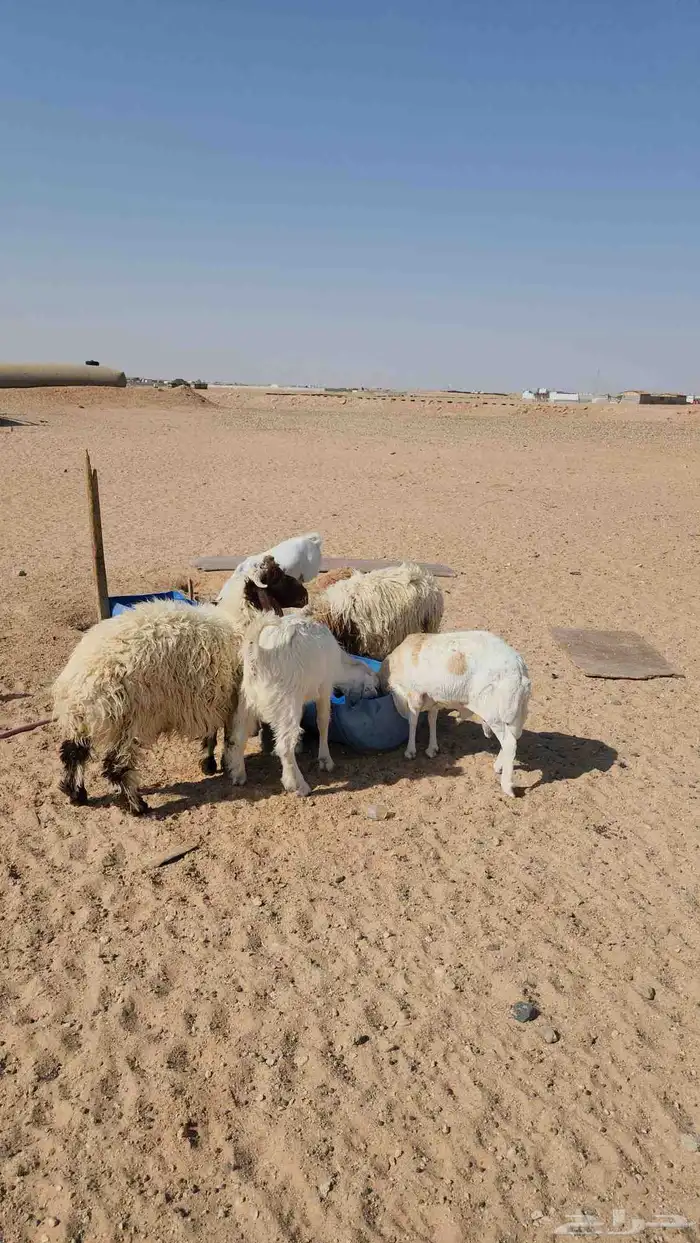 طليان نعيميات و معزا 5