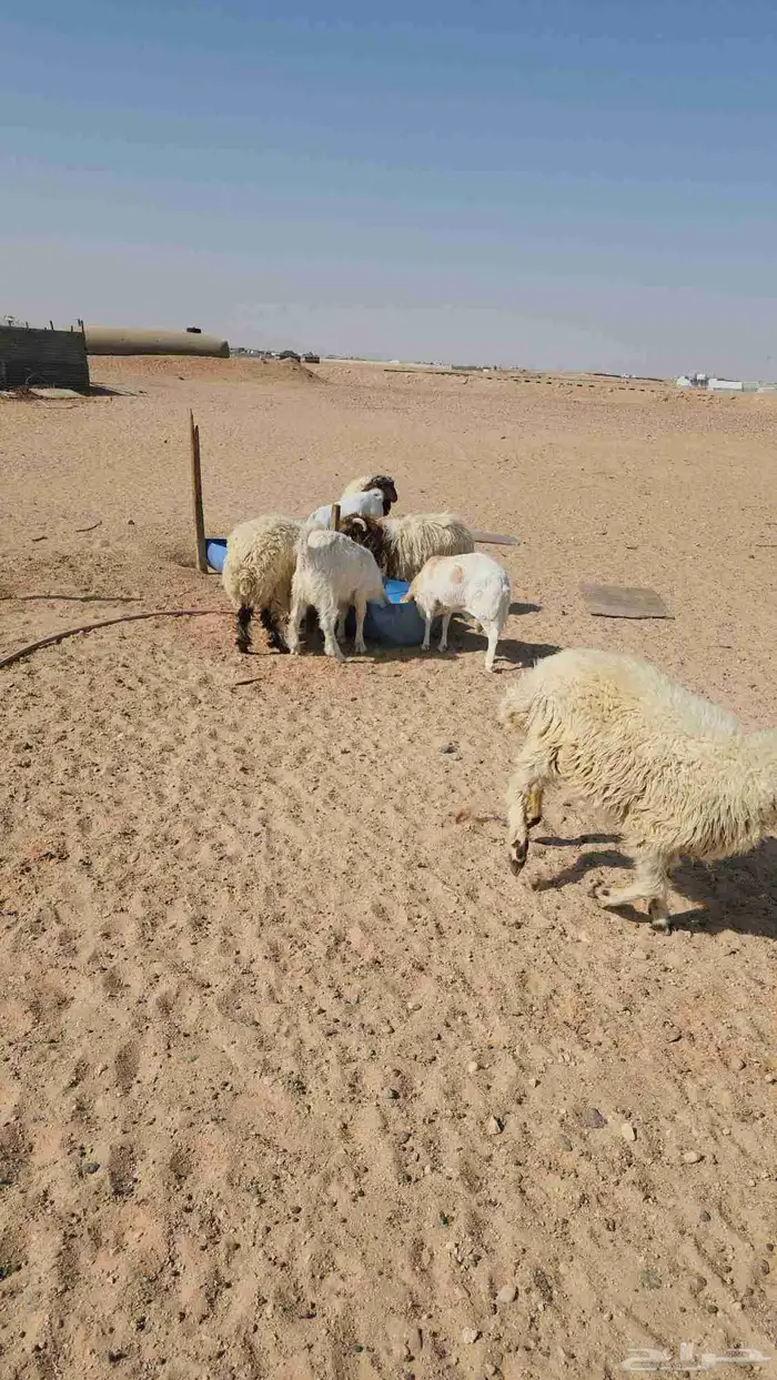 طليان نعيميات و معزا 6