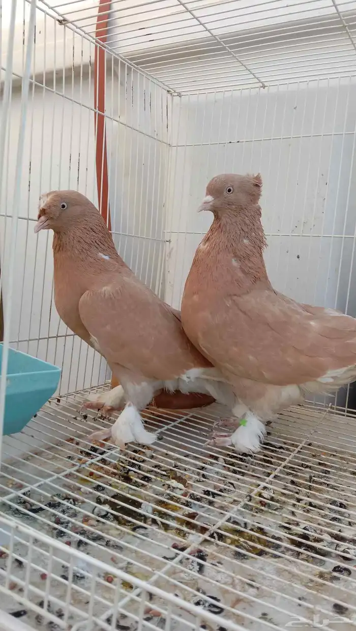 حمام تركي سجائري 1