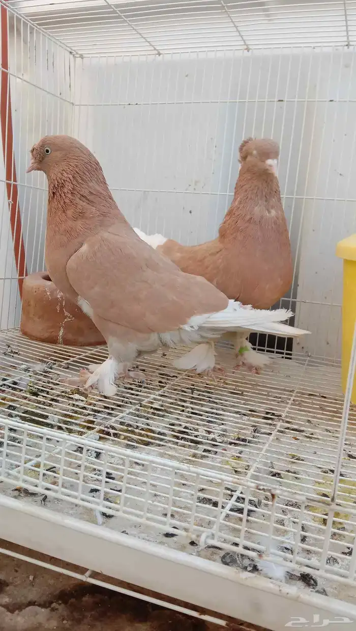حمام تركي سجائري 3