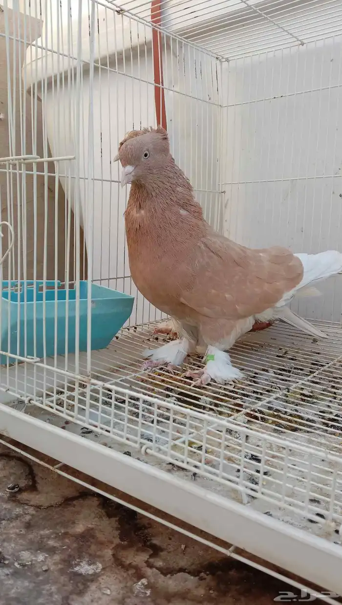 حمام تركي سجائري 0