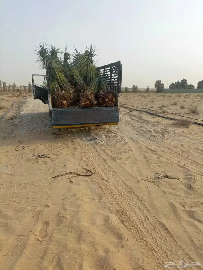 نخل للبيع جميع انواع النخيل 6