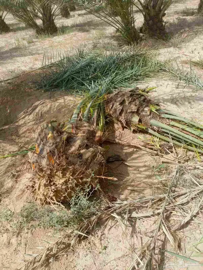 نخل للبيع جميع انواع النخيل 7