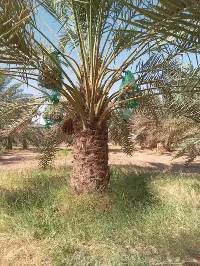 نخل للبيع بجميع انواعه مثمر نخل طيب 5