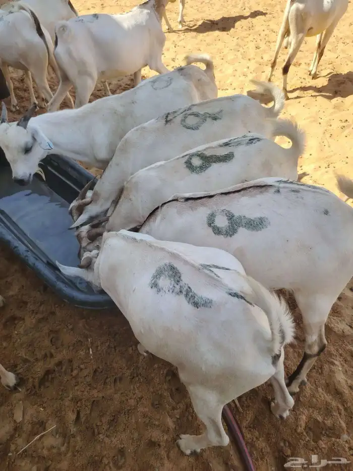 برابر وتيوس صوماليه سواكن احجام طيبه   اسألو عن عروضنا 4