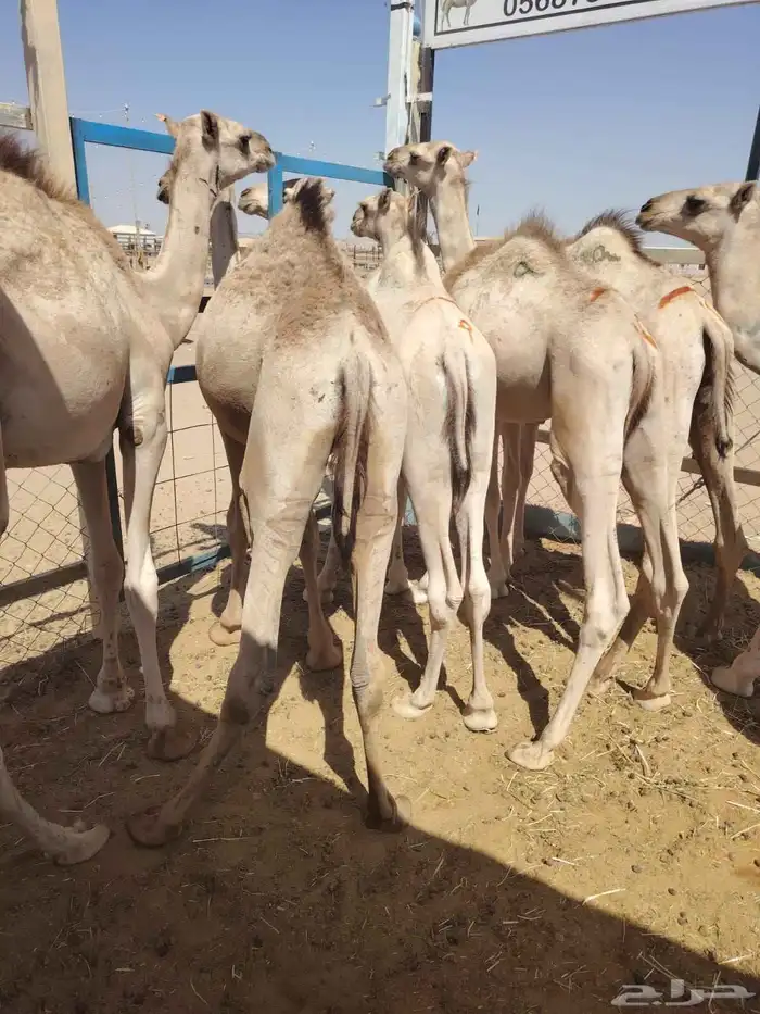 برابر وتيوس صوماليه سواكن احجام طيبه   اسألو عن عروضنا 0