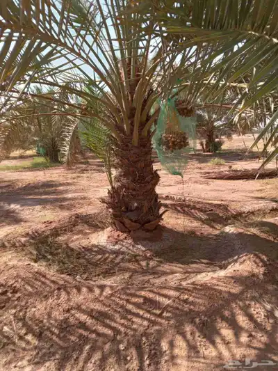 نخل للبيع بجميع انواعه مثمر نخل طيب 6