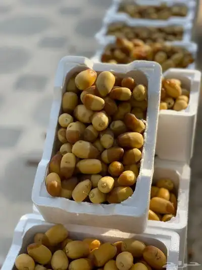 رطب خلاص فاخر 1