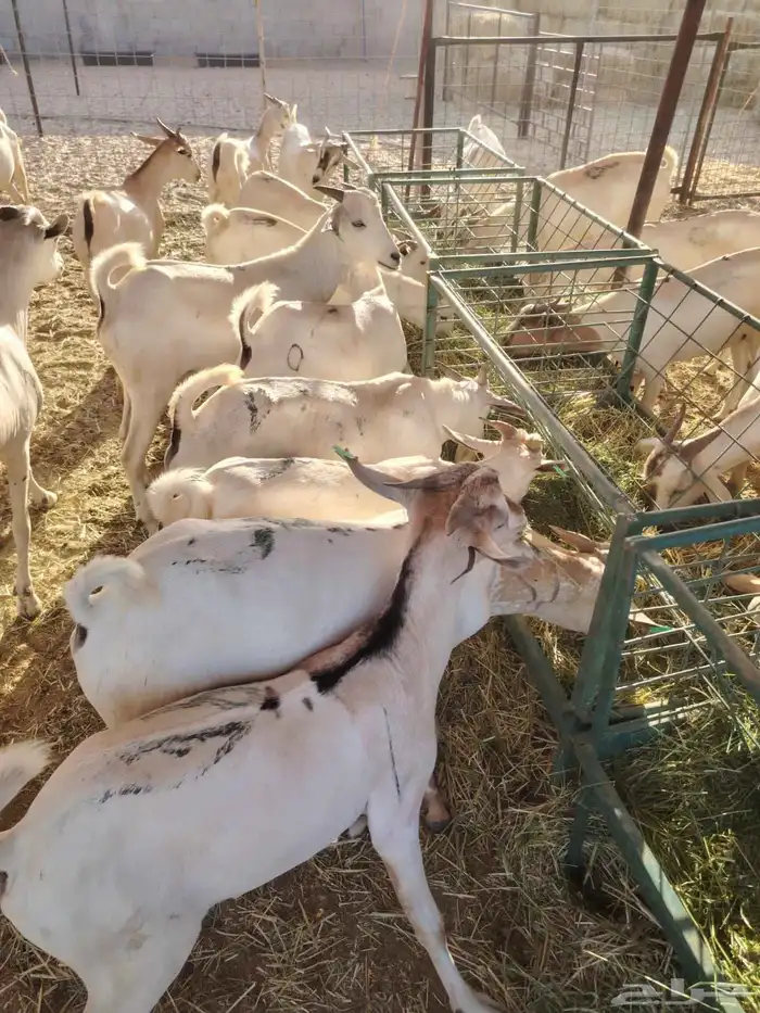 برابر وتيوس صوماليه سواكن احجام طيبه   اسألو عن عروضنا 2