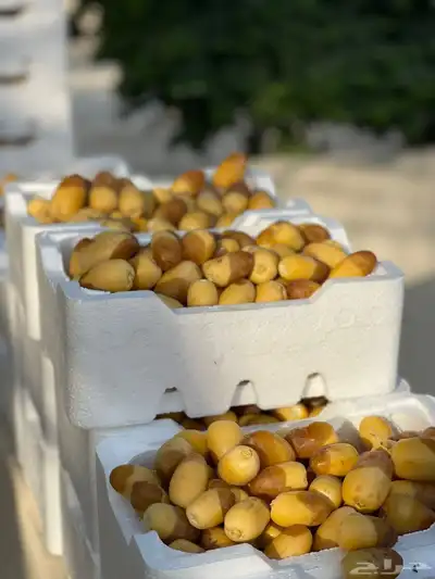 رطب خلاص فاخر 2
