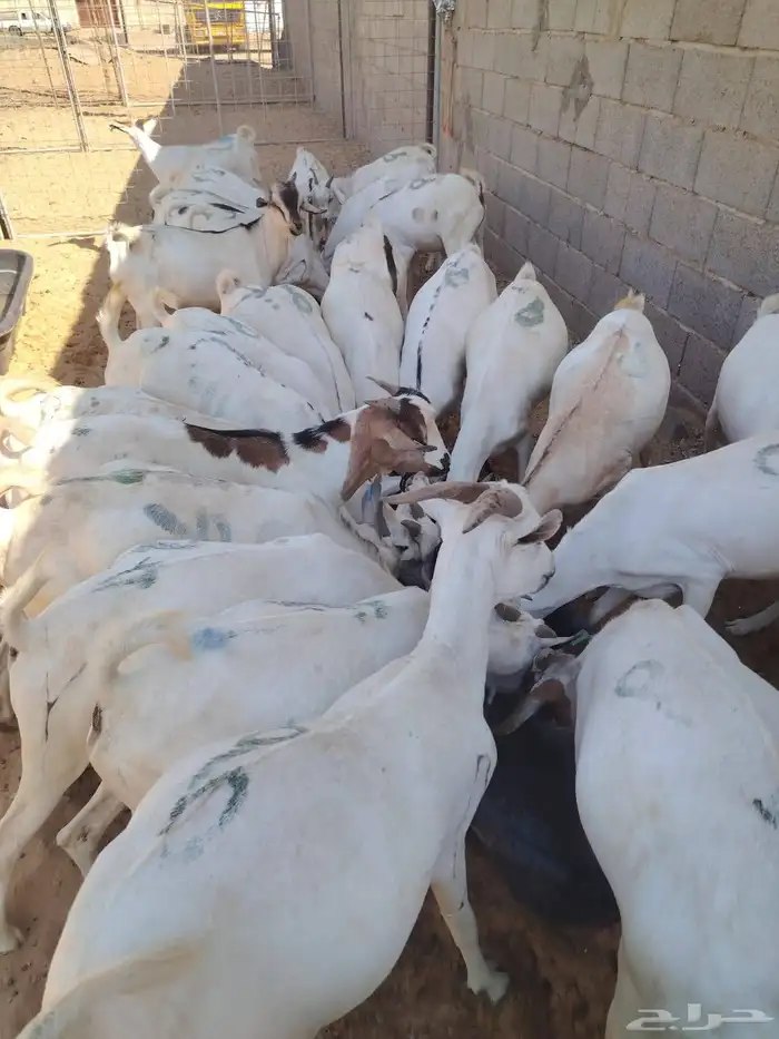 برابر وتيوس صوماليه سواكن احجام طيبه   اسألو عن عروضنا 3