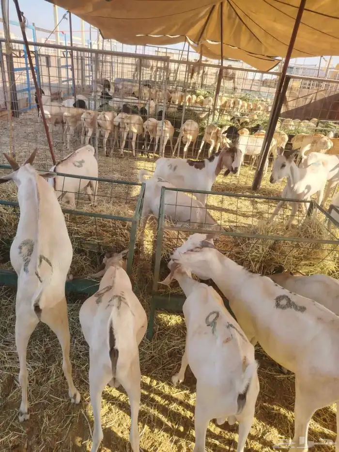 برابر وتيوس صوماليه سواكن احجام طيبه   اسألو عن عروضنا 5