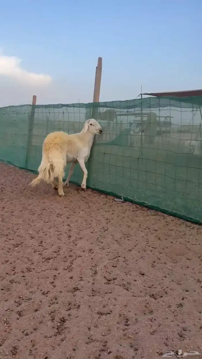 فحل ثني 5