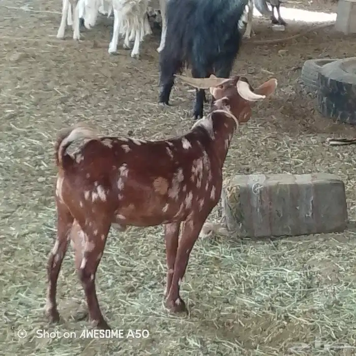 سرعه عبيده زهره بني بشر 0