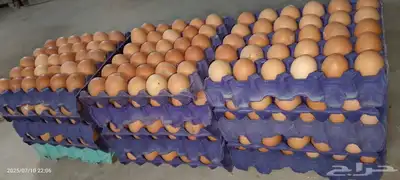 صوص وبيض لوهمان 17