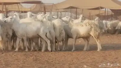 غنم حرية حرش دفع ضان حريات جروم جبرة 39