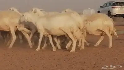 غنم حرية حرش دفع ضان حريات جروم جبرة 29