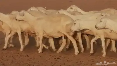 غنم حرية حرش دفع ضان حريات جروم جبرة 4