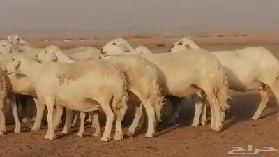 غنم حرية حرش دفع ضان حريات جروم جبرة 18