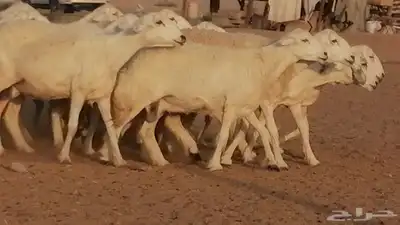 غنم حرية حرش دفع ضان حريات جروم جبرة 25