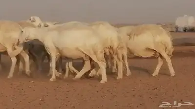 غنم حرية حرش دفع ضان حريات جروم جبرة 27