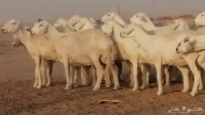 غنم حرية حرش دفع ضان حريات جروم جبرة 0