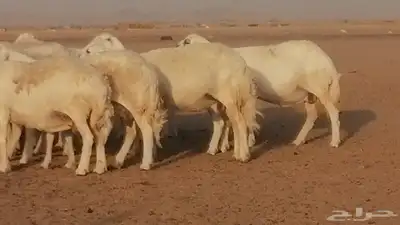 غنم حرية حرش دفع ضان حريات جروم جبرة 17