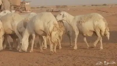 غنم حرية حرش دفع ضان حريات جروم جبرة 16