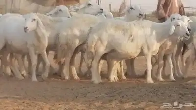 غنم حرية حرش دفع ضان حريات جروم جبرة 9