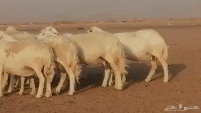 غنم حرية حرش دفع ضان حريات جروم جبرة 1