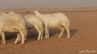 غنم حرية حرش دفع ضان حريات جروم جبرة 23