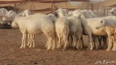 غنم حرية حرش دفع ضان حريات جروم جبرة 30