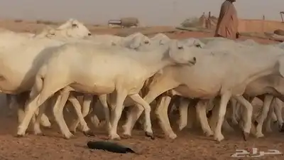 غنم حرية حرش دفع ضان حريات جروم جبرة 7