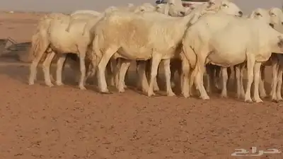 غنم حرية حرش دفع ضان حريات جروم جبرة 26