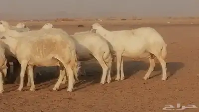 غنم حرية حرش دفع ضان حريات جروم جبرة 21