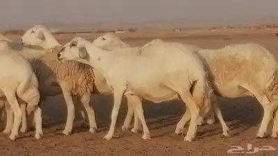 غنم حرية حرش دفع ضان حريات جروم جبرة 8
