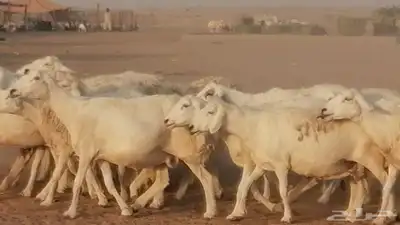 غنم حرية حرش دفع ضان حريات جروم جبرة 34